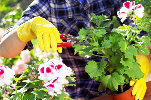 Professionally cleared Chelsea garden with lush greenery