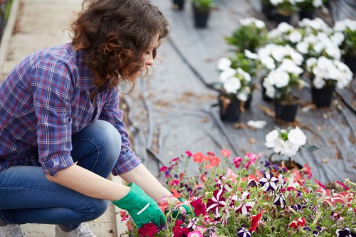 A person kneeling in a garden bed during daytime, carefully tending to a variety of colorful flowering plants, including pink, purple, and white blooms, in a landscaped outdoor space. The garden features a mix of soil and mulch beds bordered by low edges, with rows of potted white flowers visible in the background. The individual is wearing a checkered shirt, jeans, and green gardening gloves, and appears focused on planting or weeding. The surrounding area includes a black plastic ground cover in parts of the garden, indicating maintenance effort. This scene reflects outdoor gardening work typical of residential gardens or landscaped yards in Chelsea, with natural lighting and a tidy, well-kept environment that highlights the importance of horticultural care and landscape aesthetics that a professional gardening service such as Landscapers Chelsea provides.