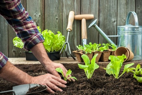 The image displays a gardener's hands planting young lettuce seedlings into rich, dark soil within a garden bed, with additional leafy greens already growing nearby. In the background, garden tools such as a hand trowel, a watering can, and a pair of gardening gloves are arranged on a wooden surface against a weathered wooden fence. The garden environment appears well-maintained and natural, with the focus on organic vegetable cultivation suitable for outdoor gardening services in Chelsea or the surrounding southwest London area. The scene captures natural lighting, suggesting a clear, sunny day, emphasizing the healthy growth of the greens and the preparation involved in planting. These details support gardening and landscaping services offered by companies like Landscapers Chelsea, illustrating practical elements of vegetable bed planting and outdoor yard maintenance in a residential setting, typical of landscaped outdoor spaces in the local area.