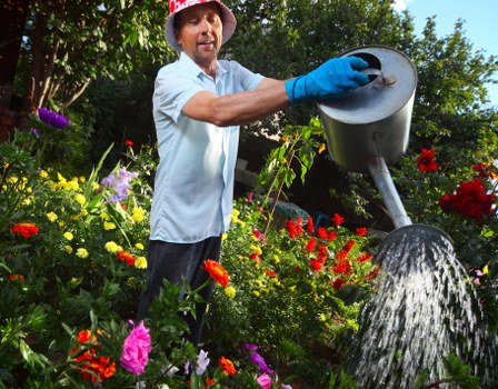 A man wearing a red hat, light blue shirt, and blue gardening gloves is watering a vibrant garden with a black watering can, pouring water onto a bed of colorful flowers and lush green foliage. The garden features a variety of plants, including flowering bushes, small trees, and neatly maintained flower beds with bright red, pink, purple, and yellow blooms. The scene is set outdoors on a sunny day, with natural daylight highlighting the variety of textures in the garden, such as the soft grass, glossy leaves, and delicate petals. In the background, there are taller trees providing shade and a natural setting typical of landscaped outdoor spaces in Chelsea, emphasizing the importance of regular garden maintenance. This image illustrates the type of garden care services offered by Landscapers Chelsea, including watering, planting, and general garden upkeep in the local area, with Hammersmith and Fulham nearby postcode regions inferred from the location. The scene captures a moment of active outdoor gardening in a thoughtfully designed garden environment, demonstrating professional landscaping and lawn care intentions for residential or small commercial gardens.