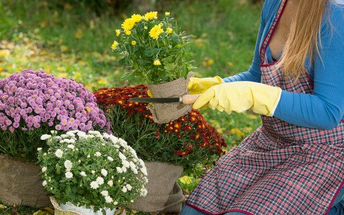 A person wearing yellow gardening gloves and a red and black checked apron is tending to potted flowers in a garden setting, with chrysanthemums and other flowering plants visible. The garden features a variety of plants, including bright yellow blooms, white flowers, and dense purple chrysanthemums, arranged in pots and beds. The background shows a lush, green outdoor space with a grassy area and some yellow flowers, suggesting a well-maintained garden typical of residential landscaping in Chelsea or surrounding areas. The weather appears mild, suitable for outdoor gardening activities, highlighting the ongoing horticultural work that a professional gardening service like Landscapers Chelsea provides, especially in local gardens and landscaped yards.