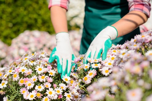 The image shows a gardener working outdoors in a landscaped garden, focusing on a lush flower bed filled with daisy-like flowers with white petals and yellow centers. The gardener, wearing white gloves and a green apron, is tending to the flowers with hands carefully arranged amidst the blooms. In the background, there are green shrubs and trees, suggesting a well-maintained garden space, possibly in Chelsea or nearby. The scene is lit with natural daylight, indicating good weather conditions, and the garden features a combination of soft textures from the flower petals and dense foliage in the background, illustrating typical elements of garden maintenance and planting care. This setting exemplifies professional gardening practices in residential or public landscaped areas, aligned with services offered by companies like Landscapers Chelsea in the local area, supporting overall outdoor environment safety and presentation, with a focus on flower bed upkeep and plant health.