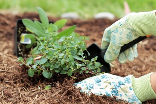 A close-up of a gardener's hands planting a small, leafy shrub into well-prepared soil in a garden, with the plant partially surrounded by mulch. The gardener is wearing light green gardening gloves with a patterned blue design, and is using a small hand trowel to gently position the plant, which has broad green leaves. The garden area features a mix of dark, moist soil and mulch, with a slightly blurred grassy background. This outdoor space showcases a carefully maintained garden bed, likely part of a landscape designed by professionals such as Landscapers Chelsea, focusing on horticultural details suitable for residential gardens in Chelsea or nearby areas. The scene highlights ongoing planting activity aimed at enhancing garden aesthetics and plant health, reflecting the principles of professional gardening and outdoor landscape maintenance common in the Chelsea region.
