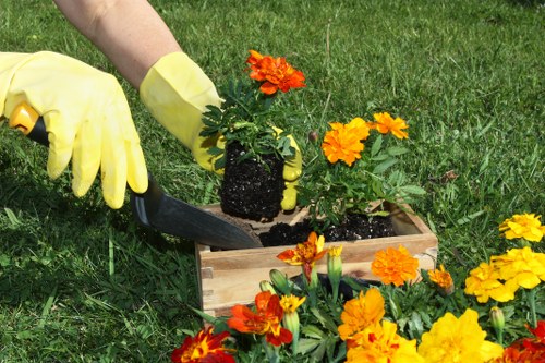 A person wearing yellow gardening gloves is planting a vibrant orange flowering plant into a rectangular wooden planter box, set on a lush green lawn in an outdoor garden. The planter contains dark, moist soil, and several other flowering plants with similar bright orange blooms are arranged around the box, adding colour and contrast to the natural grass surface. In the background, the well-maintained lawn is visible, surrounded by greenery, indicating a tidy and cared-for outdoor space. The scene appears to be set on a clear day, with natural light illuminating the plants and grass, reflecting typical garden maintenance activities that Landscapers Chelsea might undertake in the Chelsea area or nearby postcode, supporting comprehensive gardening and landscaping services.