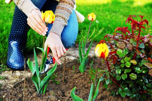 The image depicts a close-up view of a person planting yellow and red tulips in a well-maintained garden bed with rich, dark soil. The gardener's hands are visible, carefully positioning the bulbs among healthy, green tulip leaves. To the right of the tulips, there is a vibrant, leafy shrub with reddish-green foliage, creating a colorful contrast against the bright green grass in the background. The garden appears to be part of a landscaped outdoor space, possibly in Chelsea, with a neatly edged flower bed and a lush lawn extending behind the planting area. The weather seems clear and sunny, providing natural light that highlights the fresh, natural tones of the soil, plants, and surrounding greenery. This scene exemplifies professional garden maintenance and planting services typical of Chelsea's outdoor spaces, associated with expert landscapers such as those at landscaperschelsea.co.uk, who focus on creating visually appealing and well-organized flower beds as part of their gardening offerings.