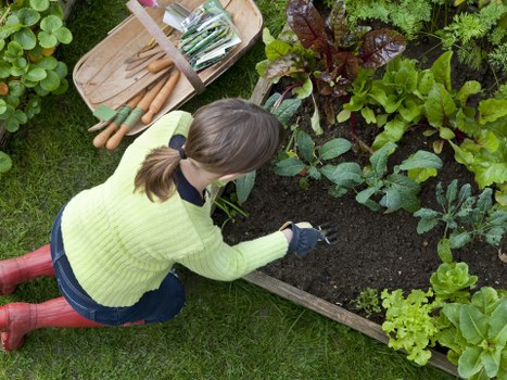 A woman in a pale yellow sweater, blue jeans, and red rubber boots is kneeling on a well-maintained green lawn, working in a raised garden bed filled with dark, moist soil. The garden bed contains a variety of leafy vegetables and plants, with some reddish-purple and bright green foliage visible. Beside her, on the grass, there are gardening tools, including trowels and a small rake, placed on a wooden tray. The surrounding garden features multiple lush, dense plants, creating a vibrant and healthy outdoor space typical of a well-maintained back garden in Chelsea. The scene is captured in natural daylight under overcast skies, indicating a mild, cloudy day, ideal for gardening activities. This setting reflects professional gardening and landscaping care provided by Landscapers Chelsea, contributing to a tidy and productive outdoor environment in the local area.