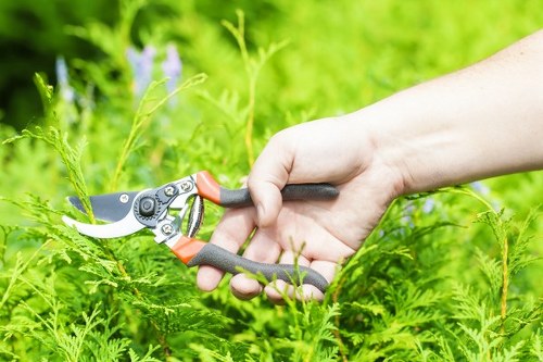 A close-up view of a gardener's hand holding a pair of orange and black pruning shears, actively trimming green fern-like plants in a well-maintained garden with lush, vibrant foliage. The foreground features dense, healthy plant growth with bright green fronds, while the background displays a blurred, sunlit garden scene with additional greenery and a hint of purple flowering plants. The image captures the outdoor environment on a sunny day, reflecting seasonal garden maintenance activities that are typical in Chelsea, near London, and highlights the importance of proper pruning and lawn care services provided by Landscapers Chelsea to maintain a tidy and attractive garden landscape.