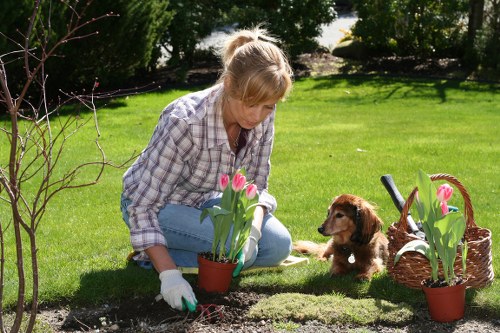 A woman with blonde hair, dressed in a plaid shirt and jeans, is kneeling on a well-maintained lawn in a garden, planting pink tulips in a small flower bed bordered by dark soil. She is wearing gardening gloves and appears focused on her task, surrounded by lush greenery including trees and shrubs in the background. To her right, a brown puppy is sitting attentively, watching her as she works. Nearby, there is a woven basket filled with additional pink tulips, and a small garden trowel rests on the ground. The garden features a neatly edged lawn with vibrant, healthy grass, a variety of plants, and a natural outdoor setting that suggests regular maintenance by a professional gardening service consistent with landscaping standards in Chelsea. Bright daylight illuminates the scene, highlighting the rich colours of the flowers and foliage, with subtle shadows indicating a clear, sunny day. This outdoor space reflects a cared-for garden designed to enhance outdoor living and visual appeal. Landscapers Chelsea specializes in creating elegant and functional garden environments for properties in the Chelsea area, including planting, lawn care, and overall garden maintenance.
