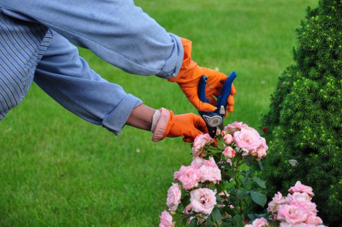 A gardener wearing a grey long-sleeved shirt and bright orange gloves is using pruning shears to trim pink roses in a well-maintained garden. The background features lush green grass, a neatly shaped hedge, and a small, dense evergreen shrub. The garden layout shows a paved pathway nearby, with the rose bushes planted along the border of a lawn area. The scene is outdoors during daylight, under natural lighting, with a tidy and organized appearance indicative of professional garden care and landscaping services near Chelsea. The overall environment emphasizes healthy plant growth and attentive outdoor maintenance, supporting gardening service relevance in a landscaped outdoor space in the Chelsea area, with visible natural colours and textures of plants, grass, and garden features.