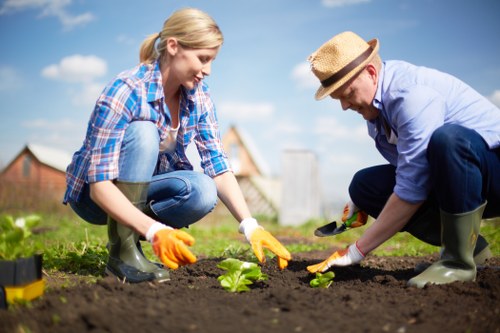 A woman and a man are working together in a garden, planting young green seedlings into freshly turned dark soil. The woman, dressed in a blue and white checked shirt, blue jeans, and wearing bright orange gardening gloves, is crouched down, carefully placing a plant into the ground. The man, wearing a light blue shirt, dark trousers, green rubber boots, and a straw hat, is also crouched, using gardening tools to assist with the planting process. Their garden features a well-maintained lawn in the foreground, with the planting area bordered by neat edges. In the background, there are residential buildings and a clear blue sky with fluffy white clouds, indicating a sunny day. The scene reflects outdoor gardening activity suitable for home garden landscaping or lawn care services, with a focus on planting and garden maintenance, typical of local gardening projects in Chelsea or nearby areas.